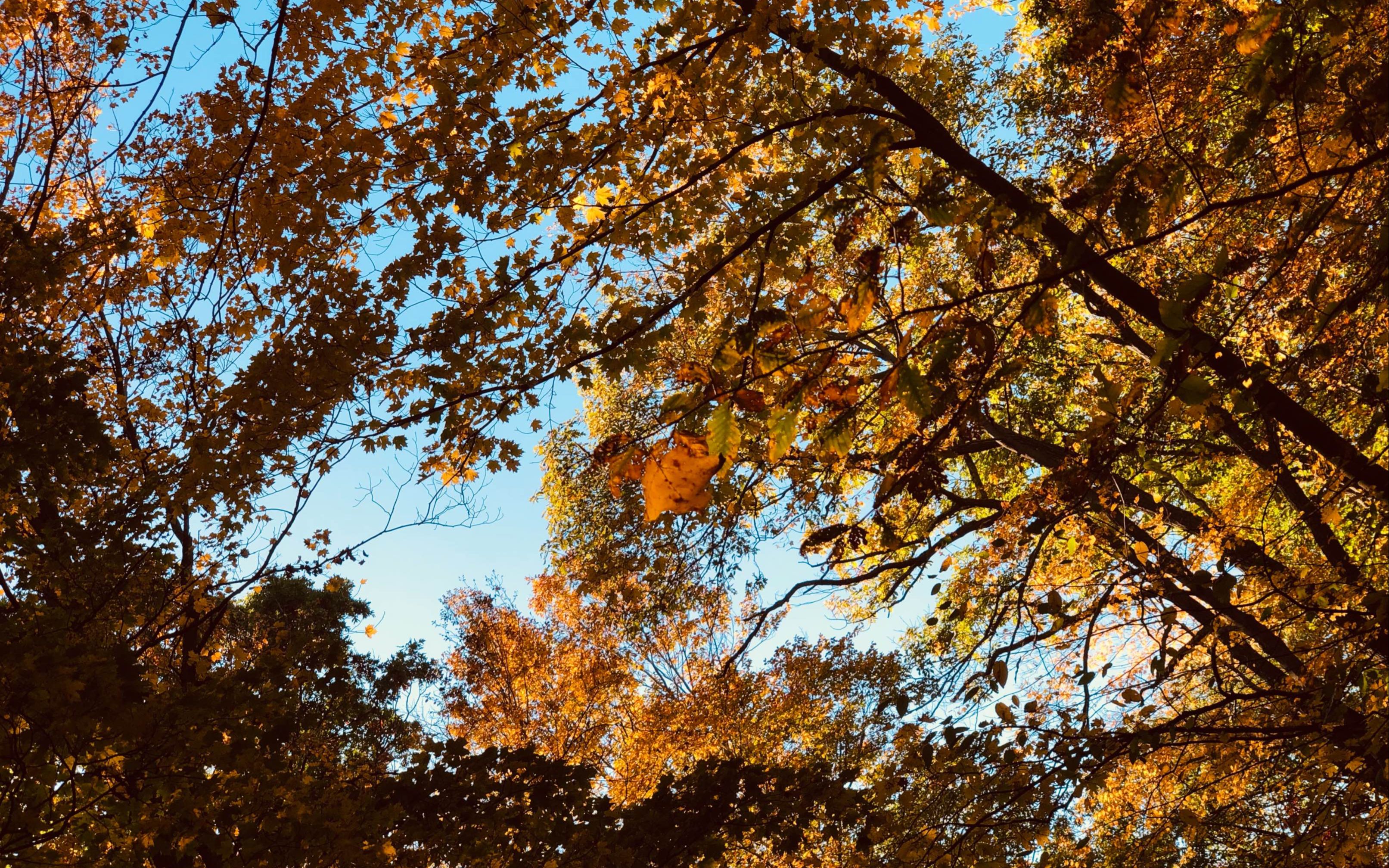 新英格兰的秋天fall on the mountain