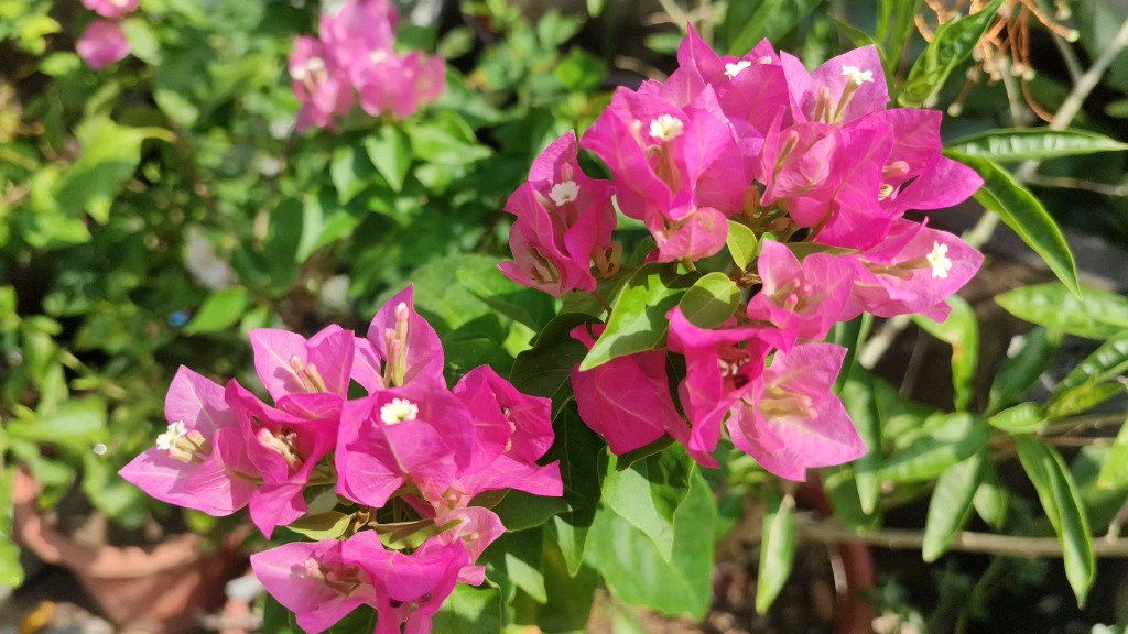 [图]八月份的花园主角——各色三角梅花开争艳＃被疫情偷走的时光