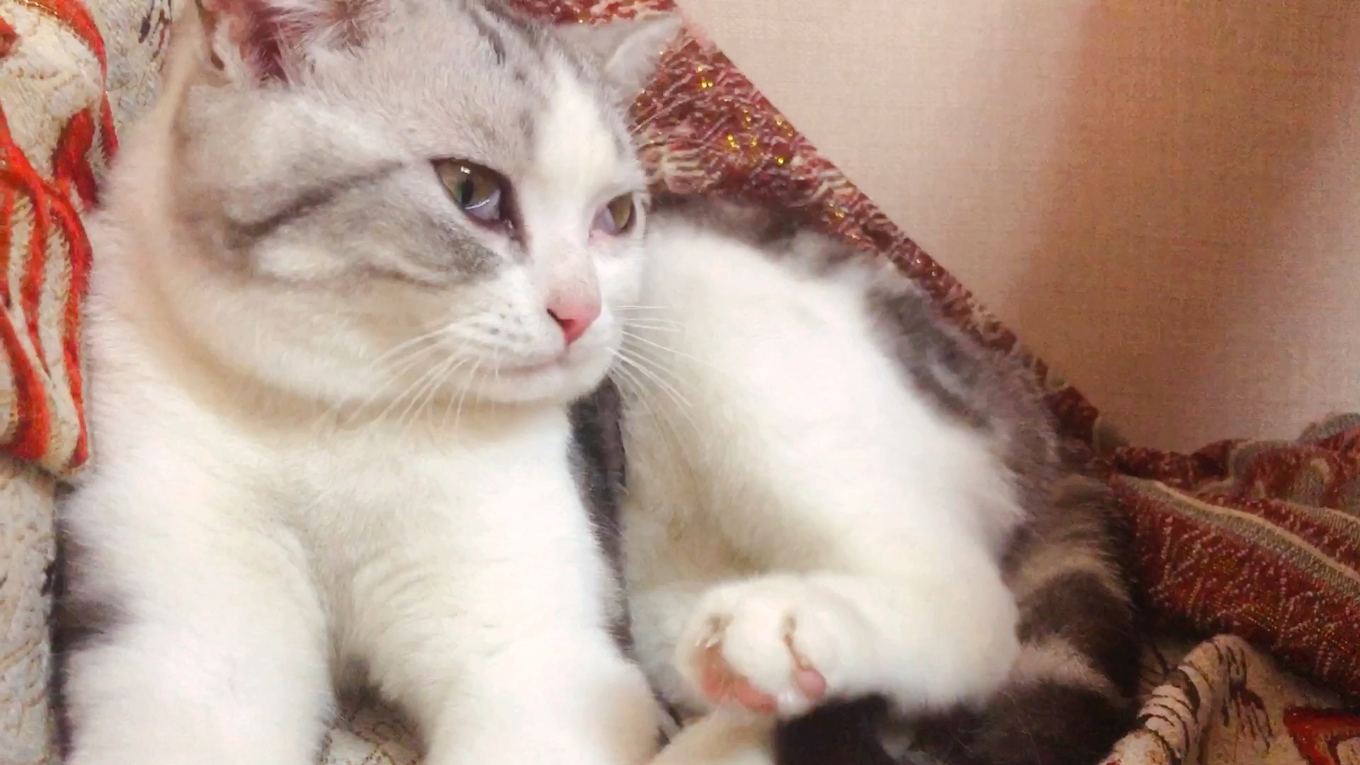 超可爱的挠挠头