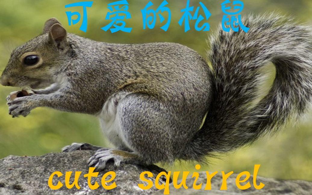 [图]可爱的松鼠 Cute squirrel