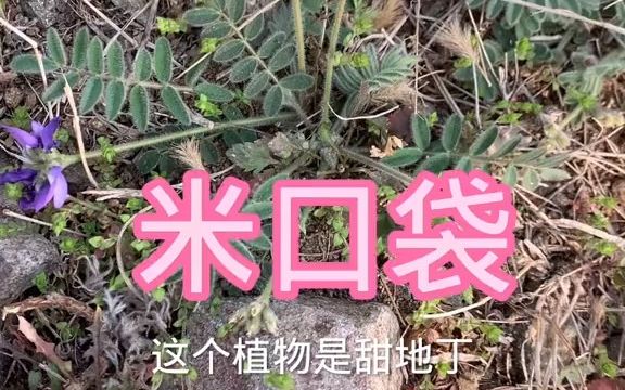 本草植物【甜地丁】哔哩哔哩bilibili