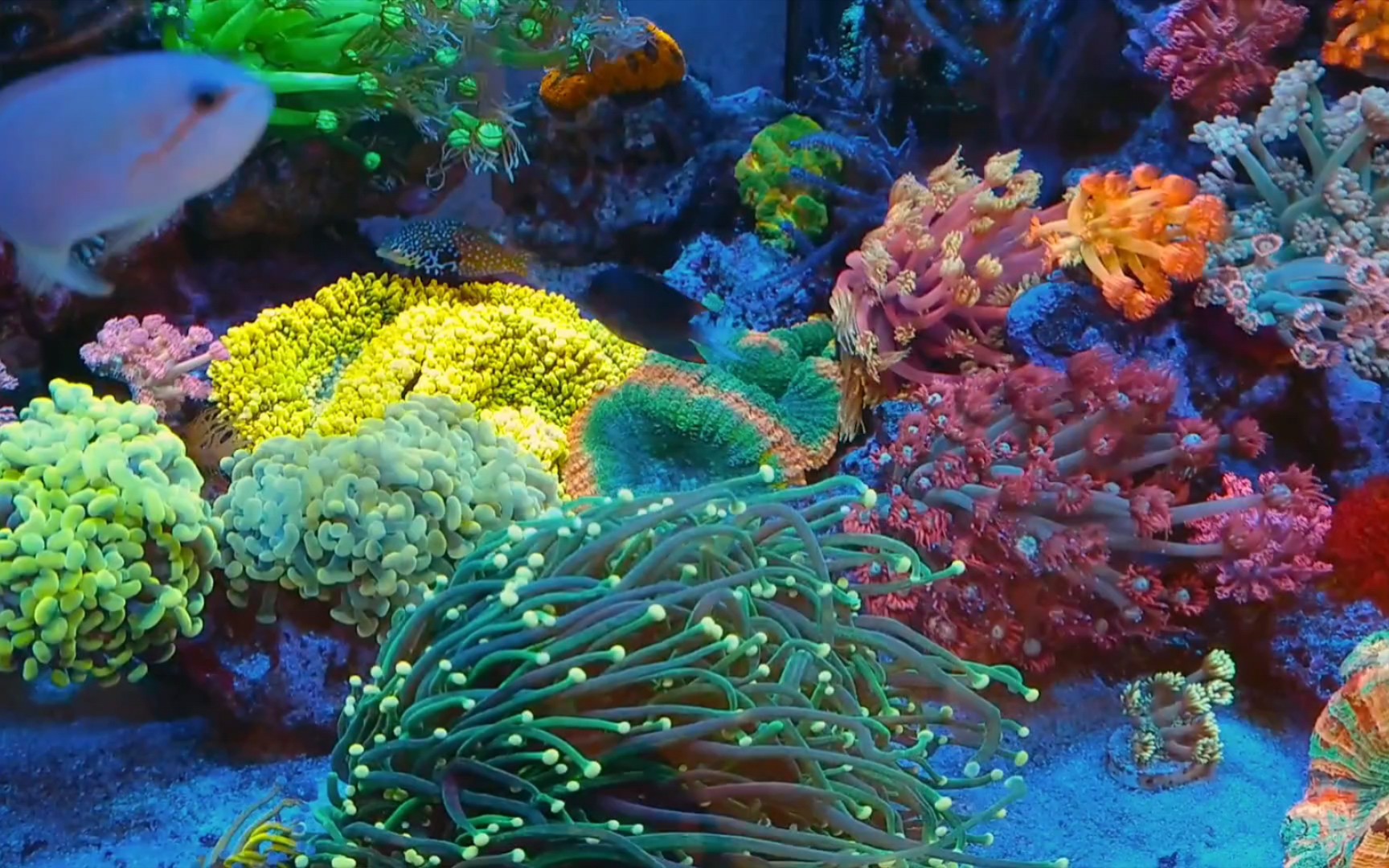 各种风格的海缸 总有一款你没养过的