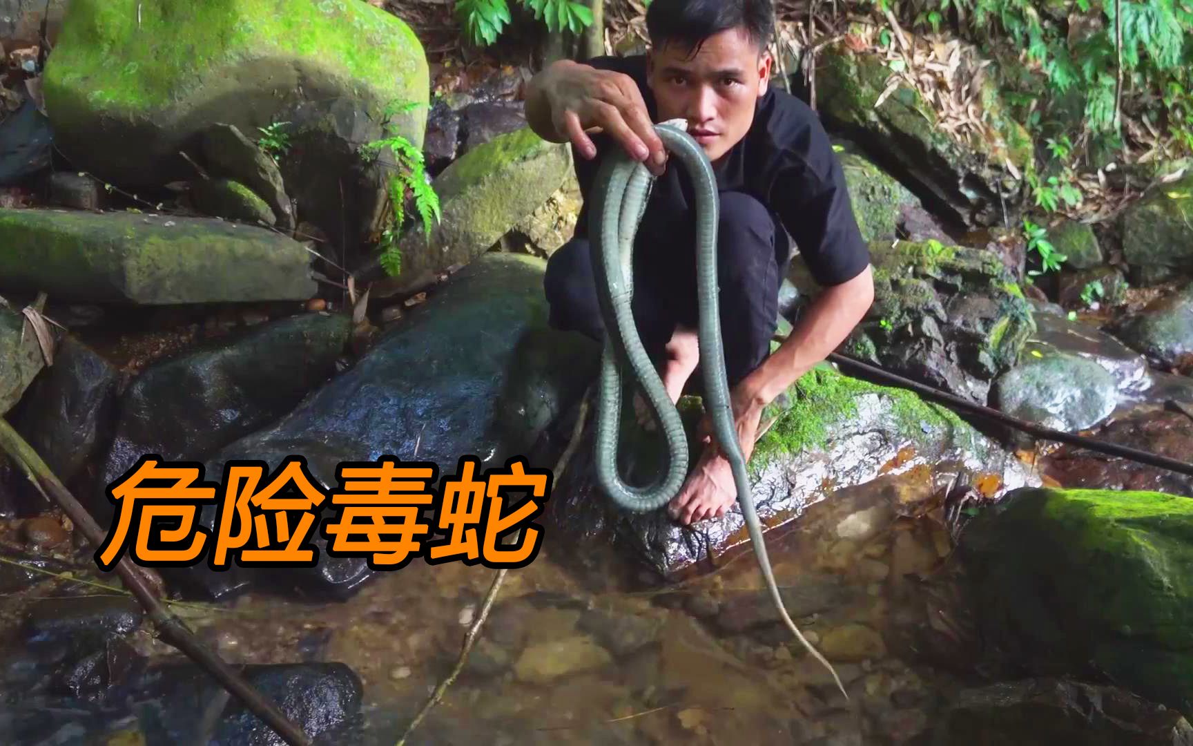 [图]丛林打野很危险，遇到一条毒蛇，原始雨林野外生存体验！