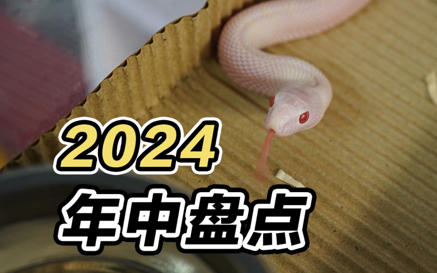 2024年中盘点,家里新来了哪些小蛇,我又花了多少钱嘞 – 牛蛇猪鼻篇