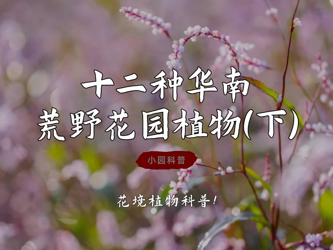 华南荒野花园植物图鉴(下),你认识几种?哔哩哔哩bilibili