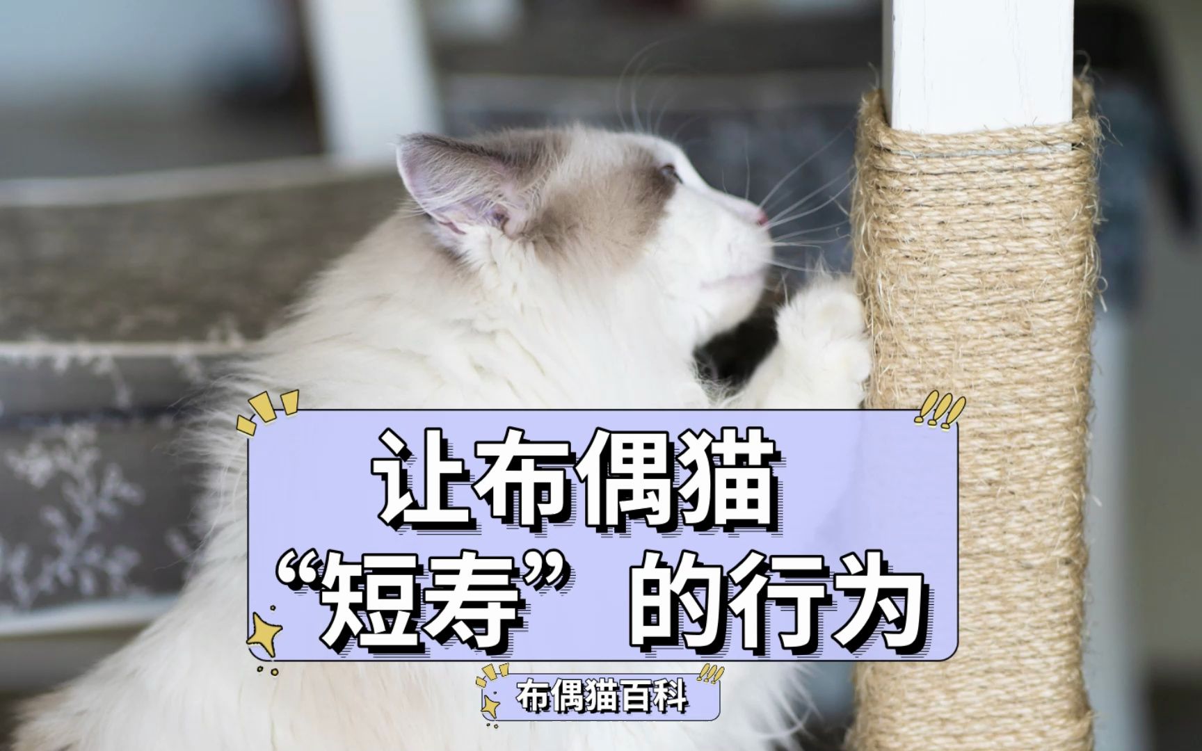 这5个行为会减短布偶猫的寿命,很多人都在做!哔哩哔哩bilibili