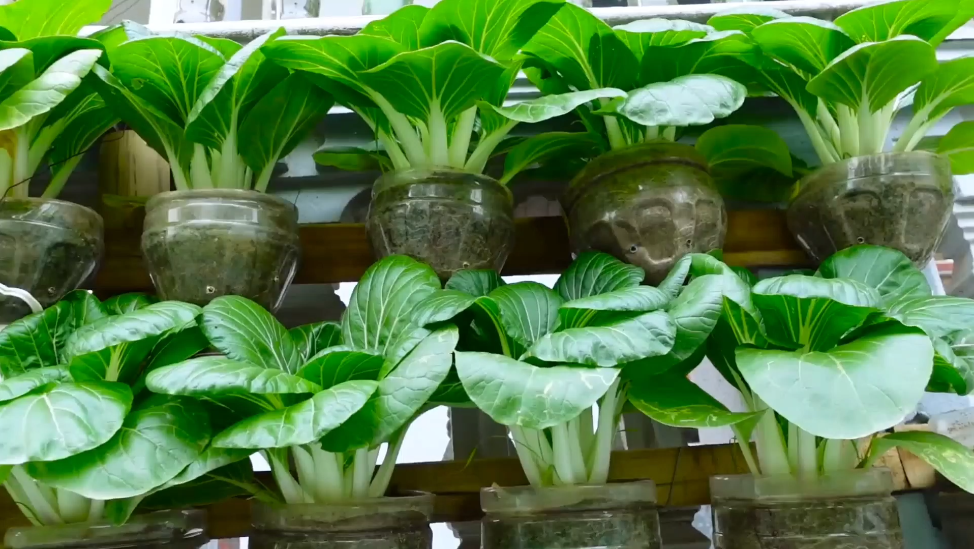 教您在阳台种蔬菜,能满足全家需求!