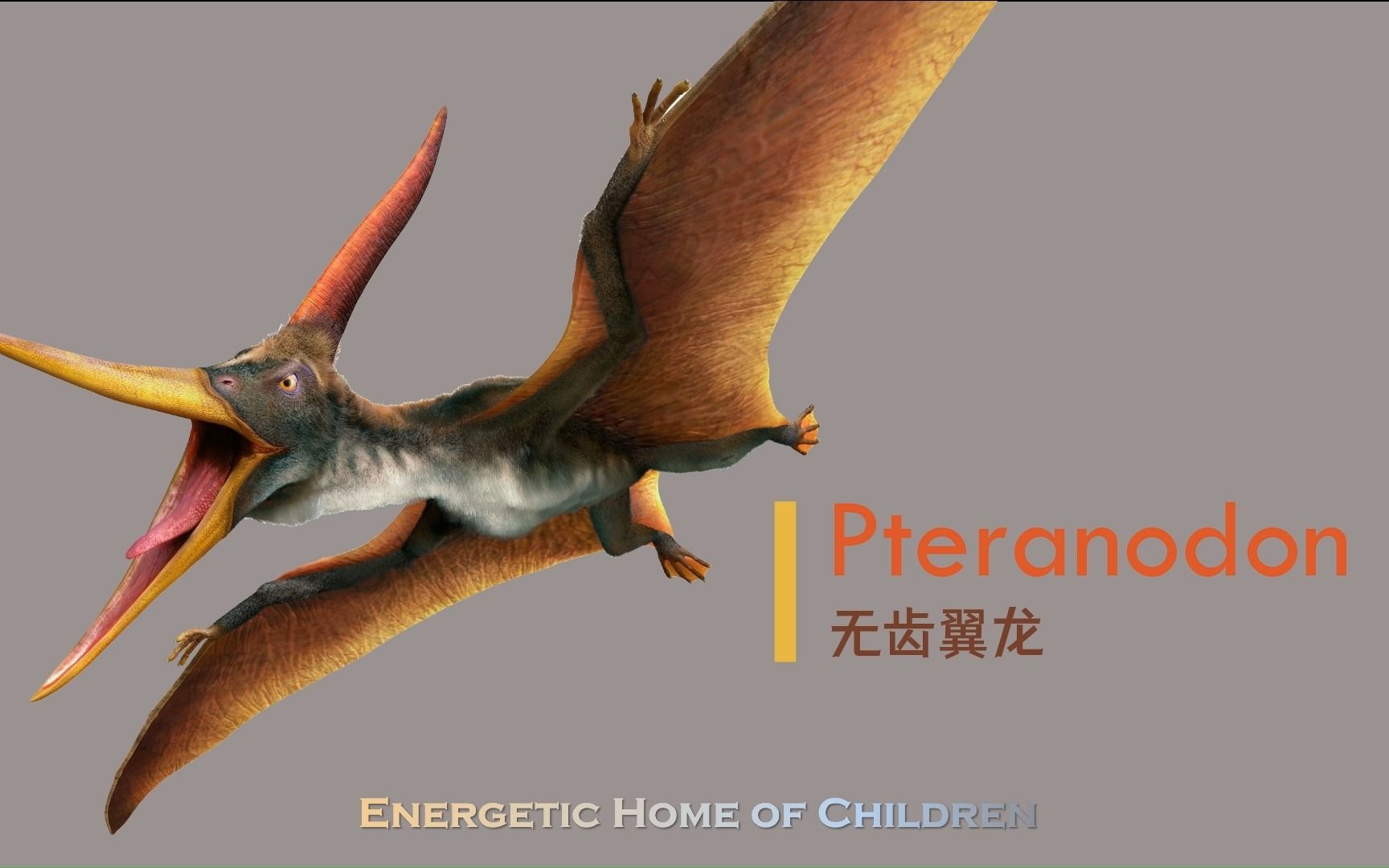 【自制/英语】恐龙小百科 36 pteranodon 无齿翼龙