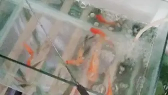 轻松养金鱼 不用换水 植物和鱼共生 哔哩哔哩 Bilibili