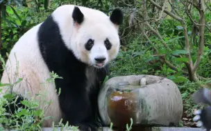 下载视频: 功妈也是个好奇宝宝呀，喝水时来了两只鸟儿嘻戏追逐，她瞬间瞪大了眼睛竖起了耳朵【大熊猫成功】