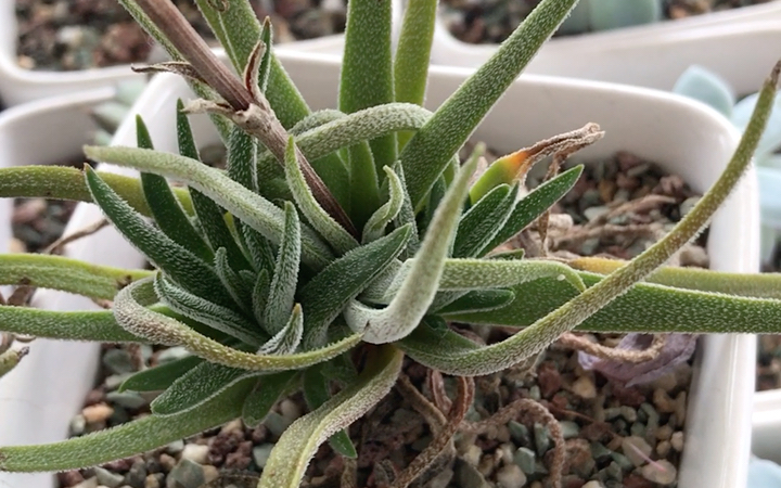 多肉植物 莫塞尔湾章鱼 青锁龙属 crassula nudicaulis ss1110 mossel