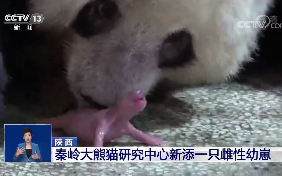 【大熊猫安安】陕西 秦岭大熊猫研究中心新添一只雌性幼崽哔哩哔哩bilibili