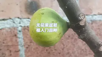 下载视频: 无花果盆栽怎样种丰产