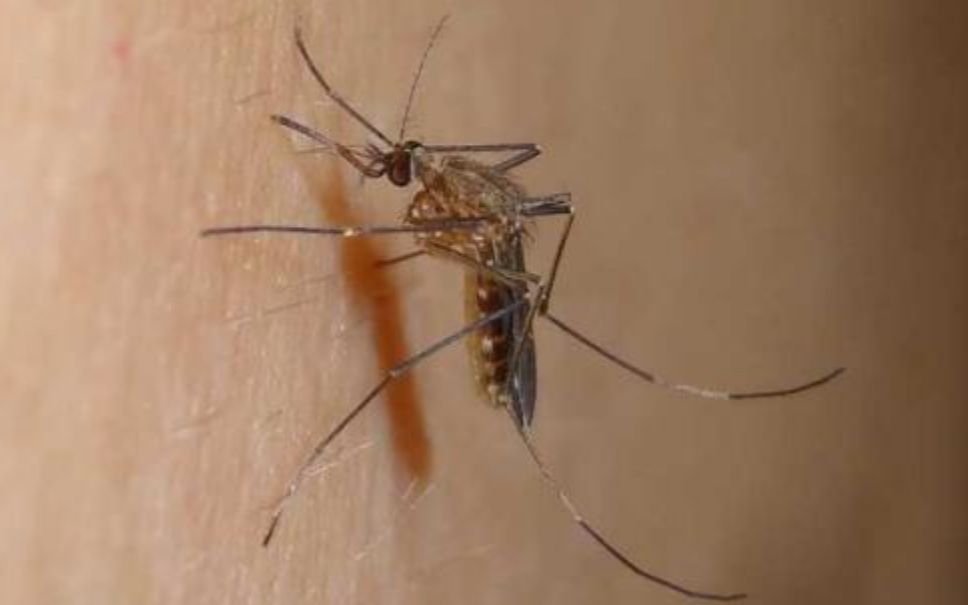 活动作品让蚊子听蚊子叫会发生什么