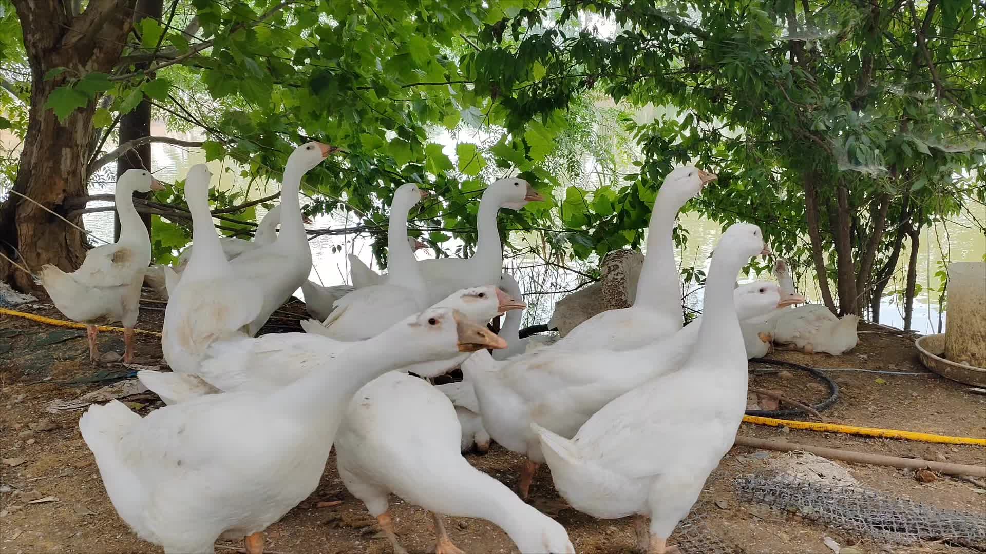 位于蚌埠市淮上区陈桥村这里的红河生态养殖基地,这里远离村庄,绿树成