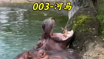 一条视频认识名副其实的汗血宝马-河马，了解他们的粪圈文化