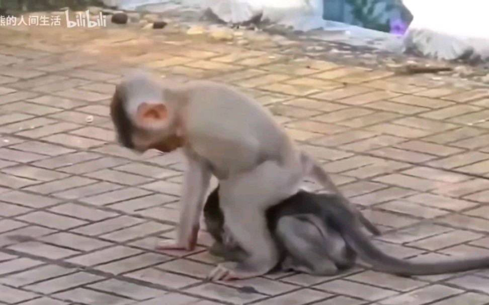 小猴子被霸凌气坏了