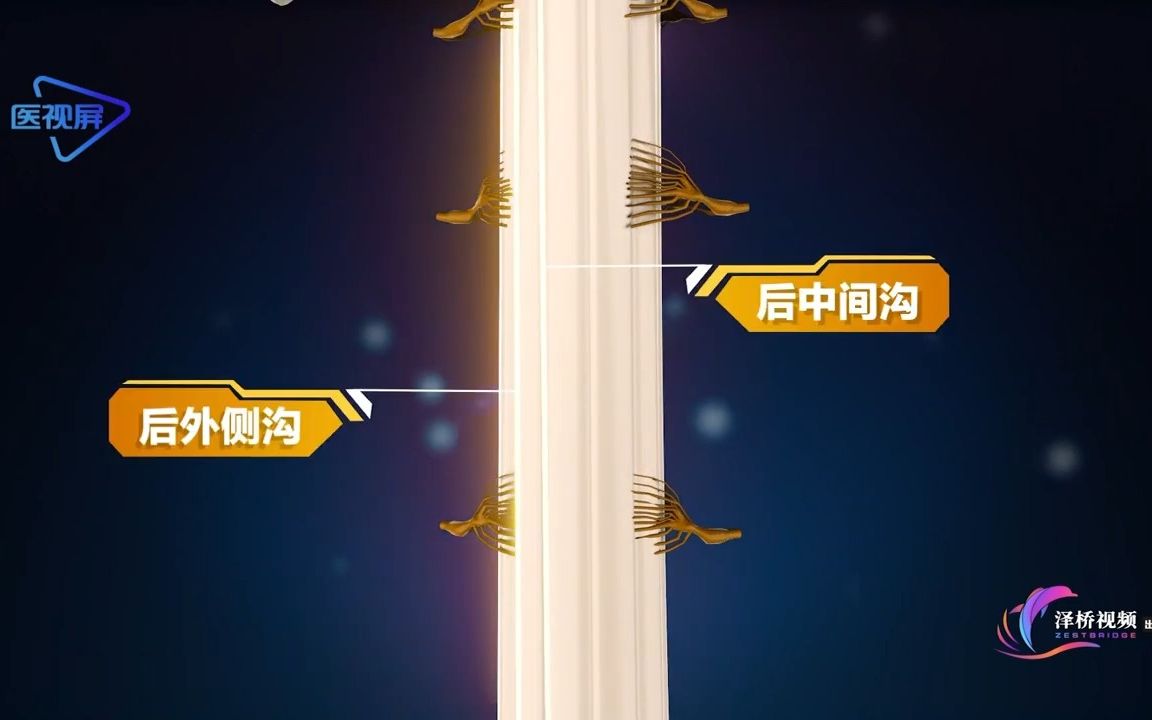 人体的生理结构:脊髓哔哩哔哩bilibili