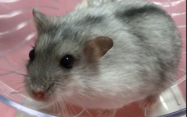 【仓鼠】筋肉鼠的健身日常