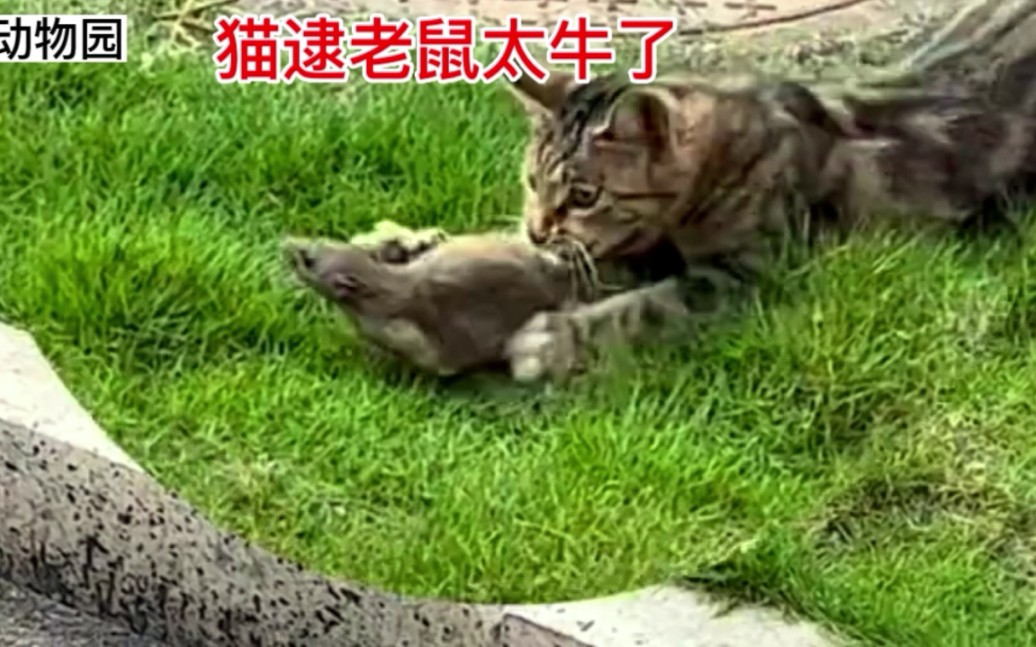 猫逮老鼠!太牛了!哔哩哔哩bilibili