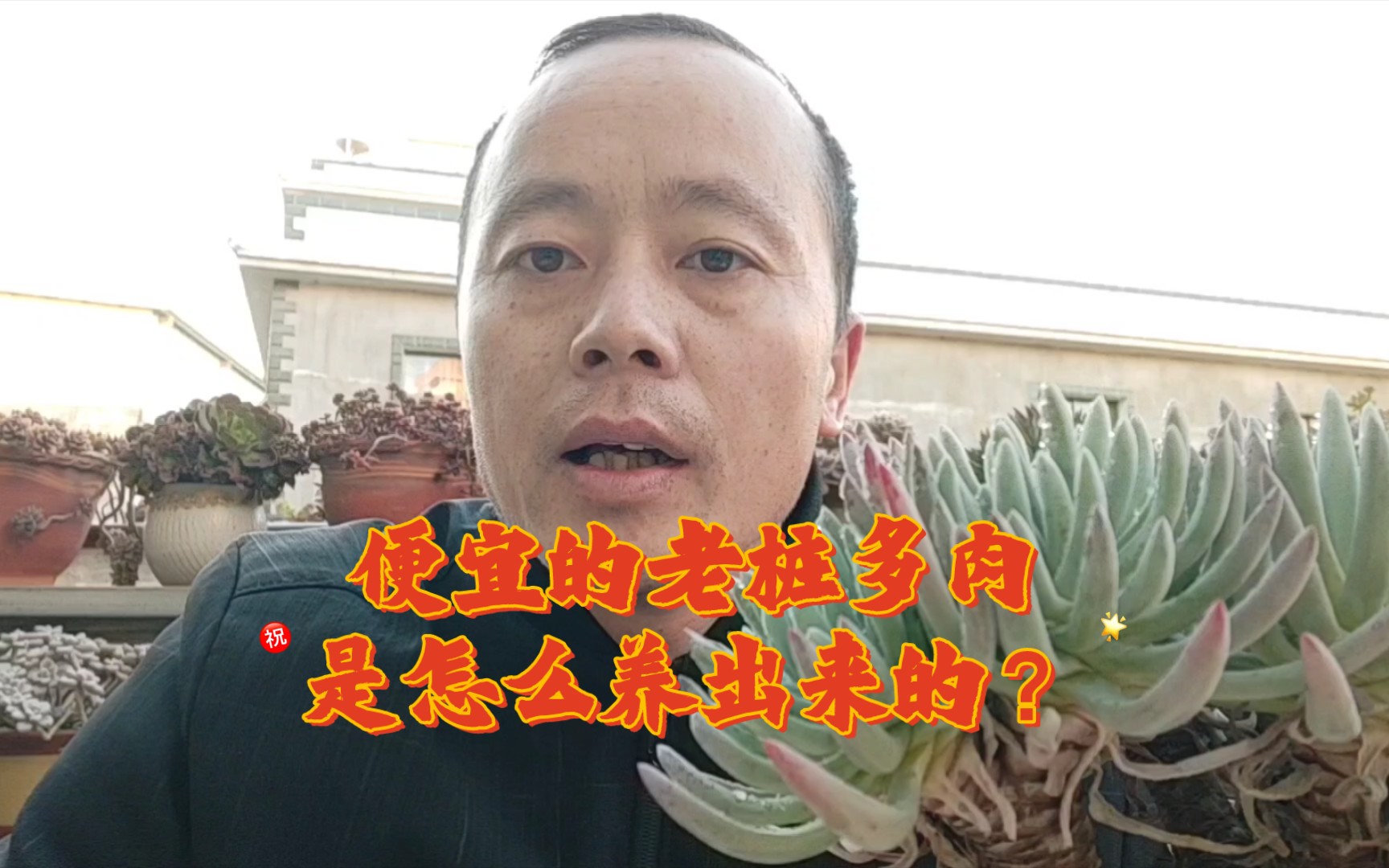 便宜的老桩多肉是这样养出来的,你还会买吗?哔哩哔哩bilibili