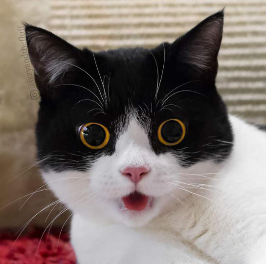 猫问号脸表情包图片