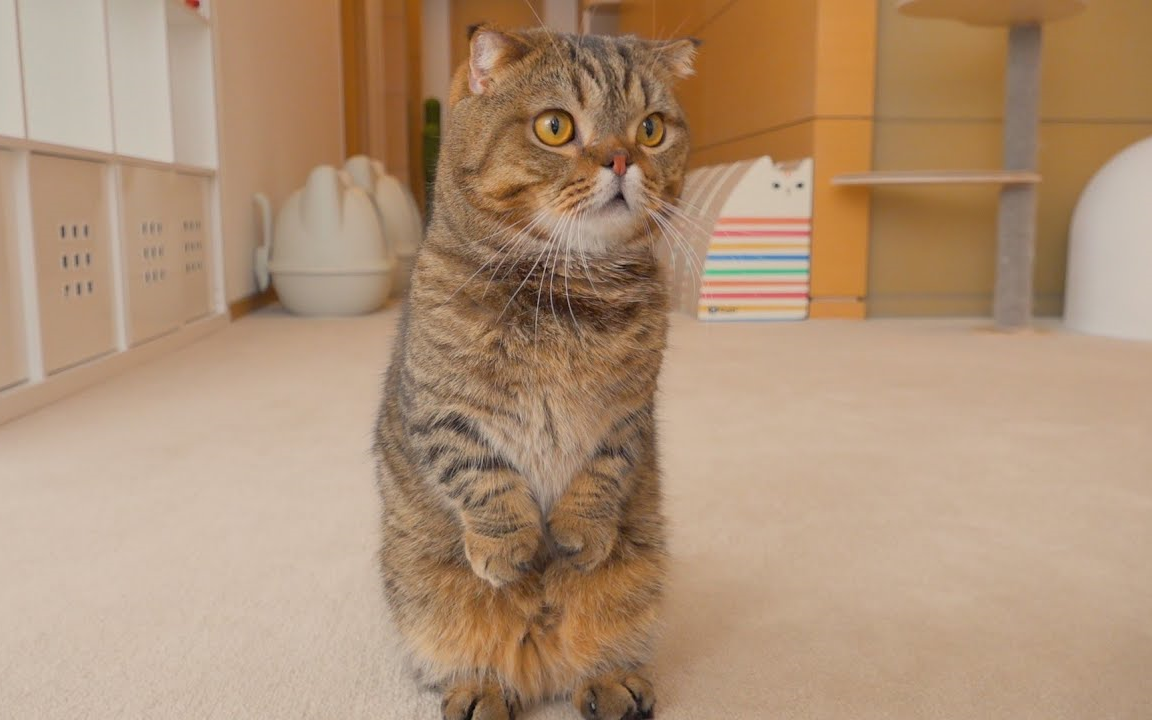 【creamheroes】【中字】lulu喵的近况,感谢300万订阅!