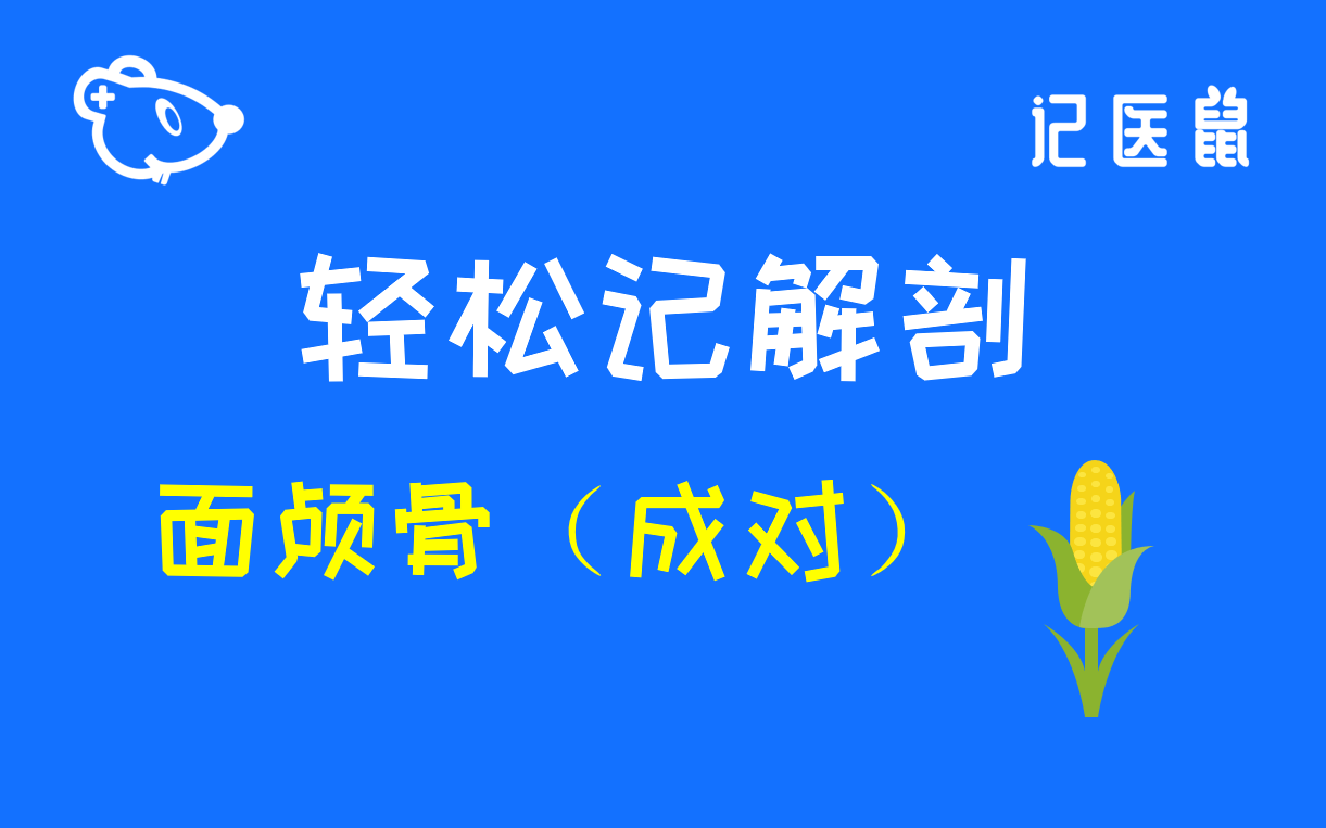 24 解剖 轻松记面颅骨(成对)哔哩哔哩bilibili