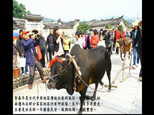 [图]客家犁春牛-生动热闹的春耕图