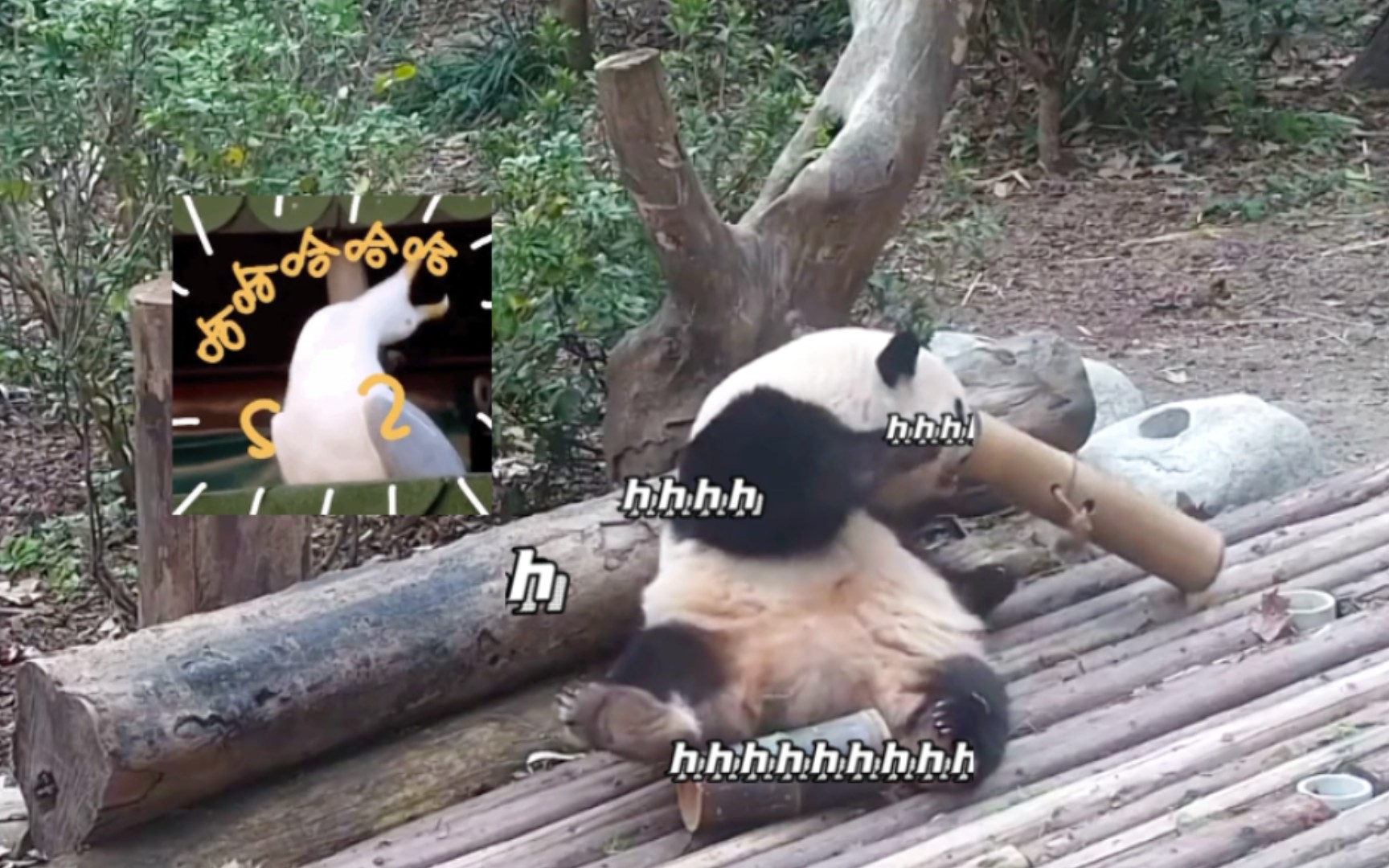 15大象花表演失误了,竹筒倒一边去,表情管理不住了,花花:姨姨们记得给