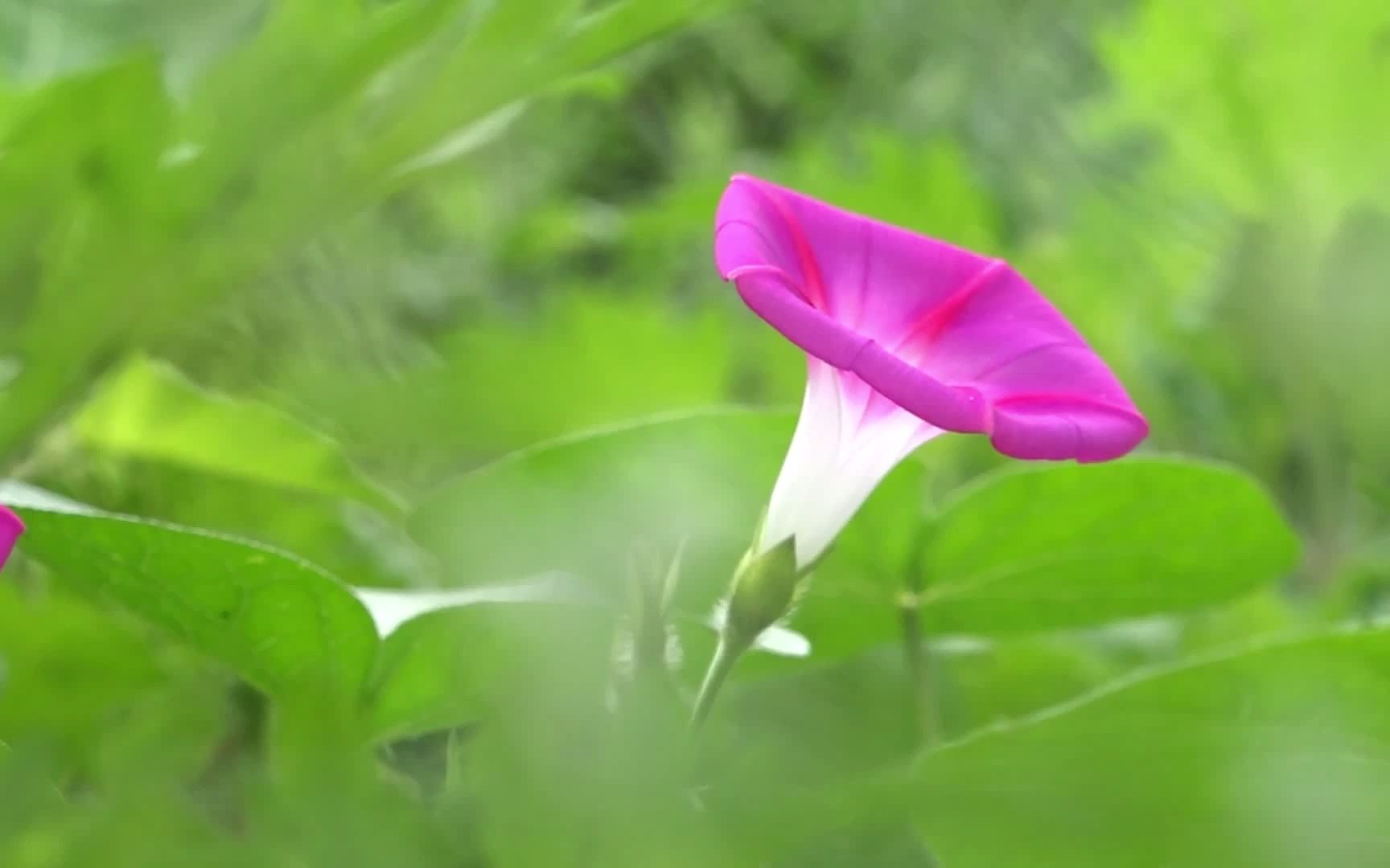 [图]柳永赞美都城繁华的词《破阵乐》：露花倒影，烟芜蘸碧，灵沼波暖。