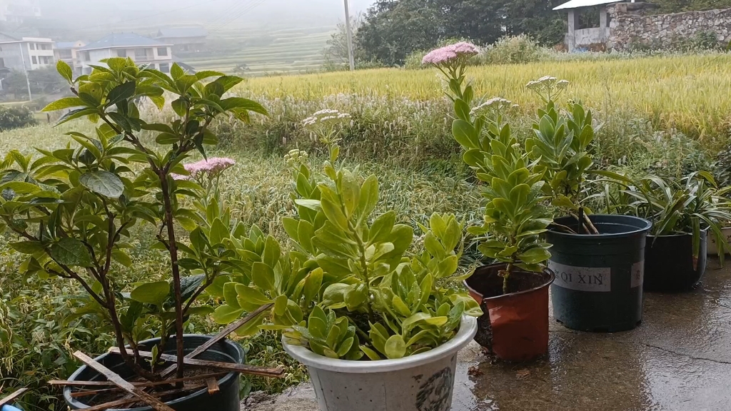 [图]雨水滴落的声音