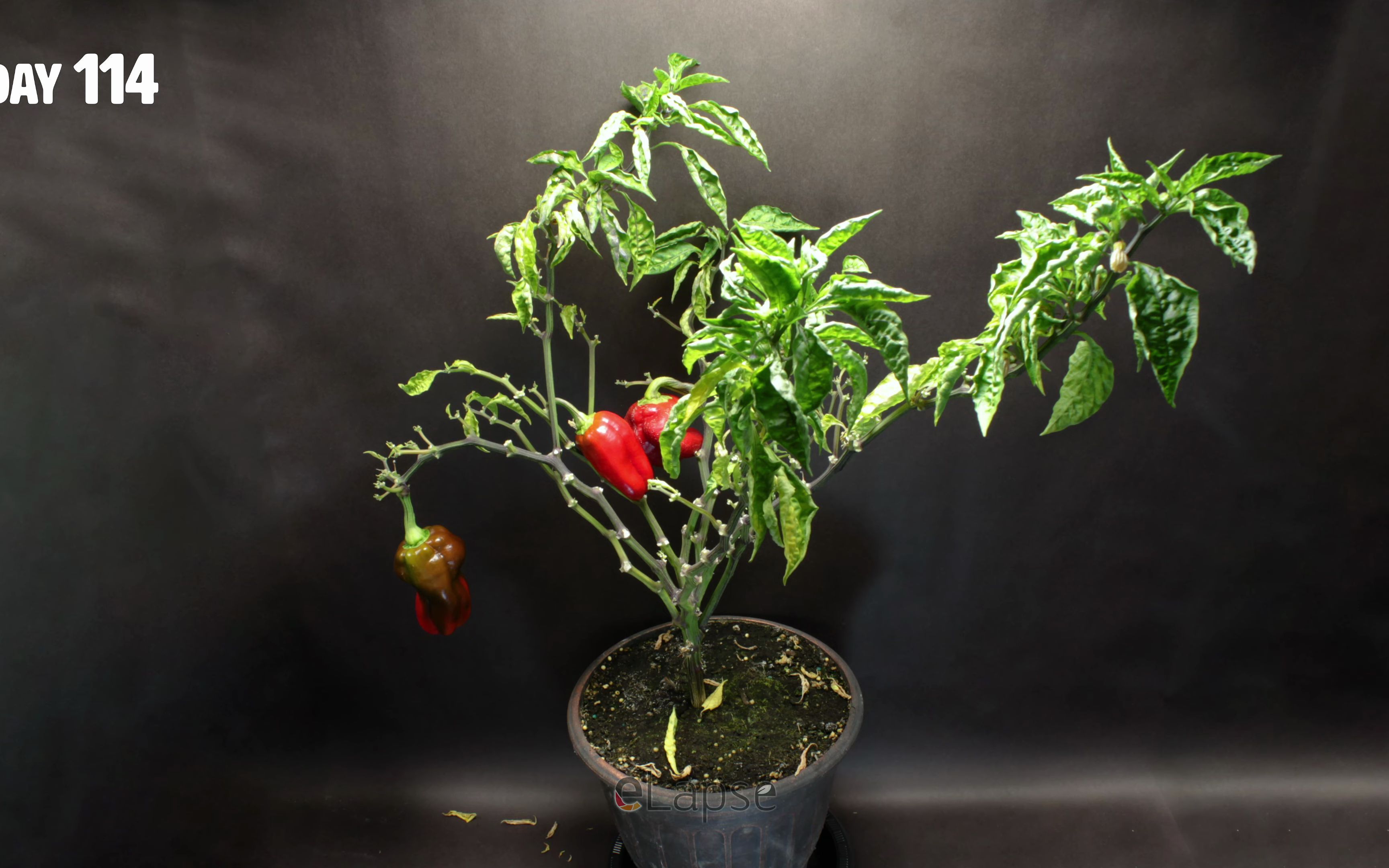 118天甜椒从种子刀果实延时growingsweetbellpepperplantfromseedto