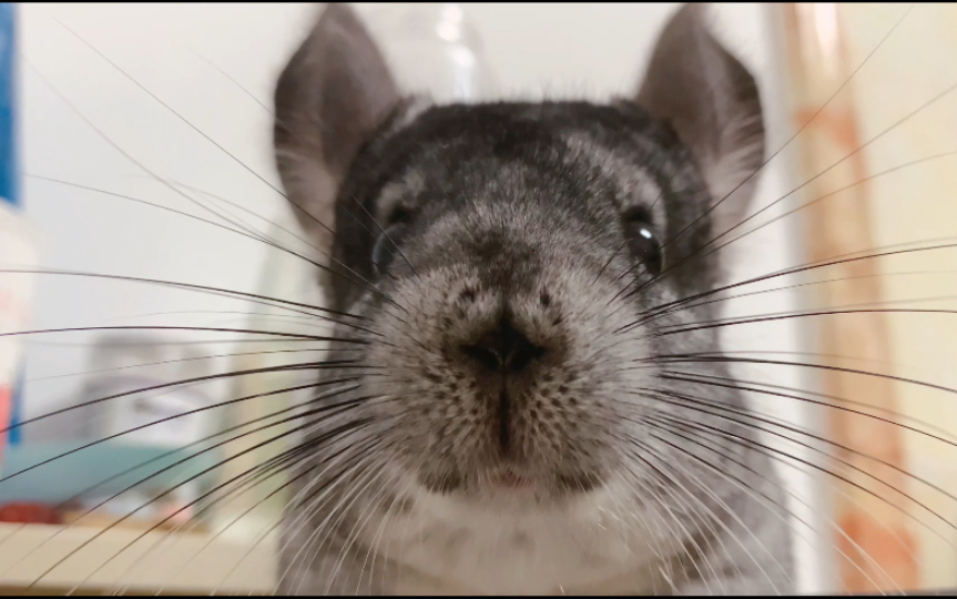 救命,发呆的龙猫真的好可爱!