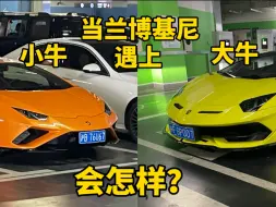 Download Video: 当兰博基尼大牛遇上小牛会怎样？