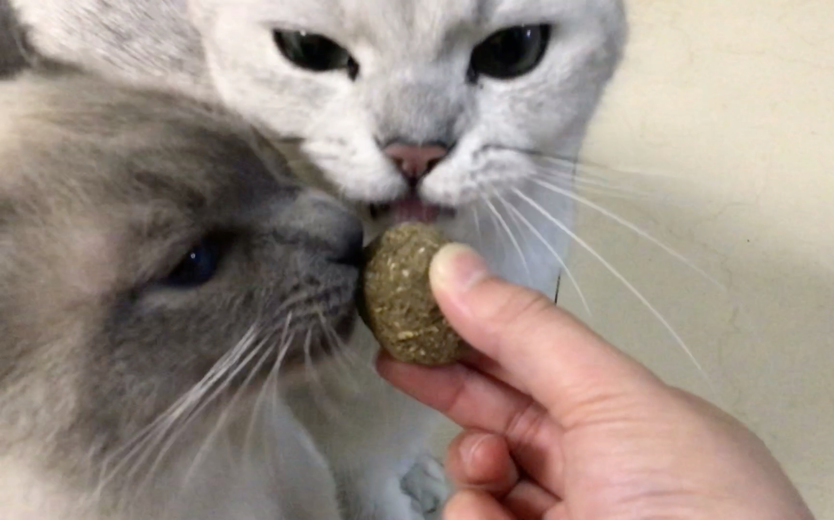 再次把猫薄荷球给猪哥和挖矿闻,猪哥以癫狂!