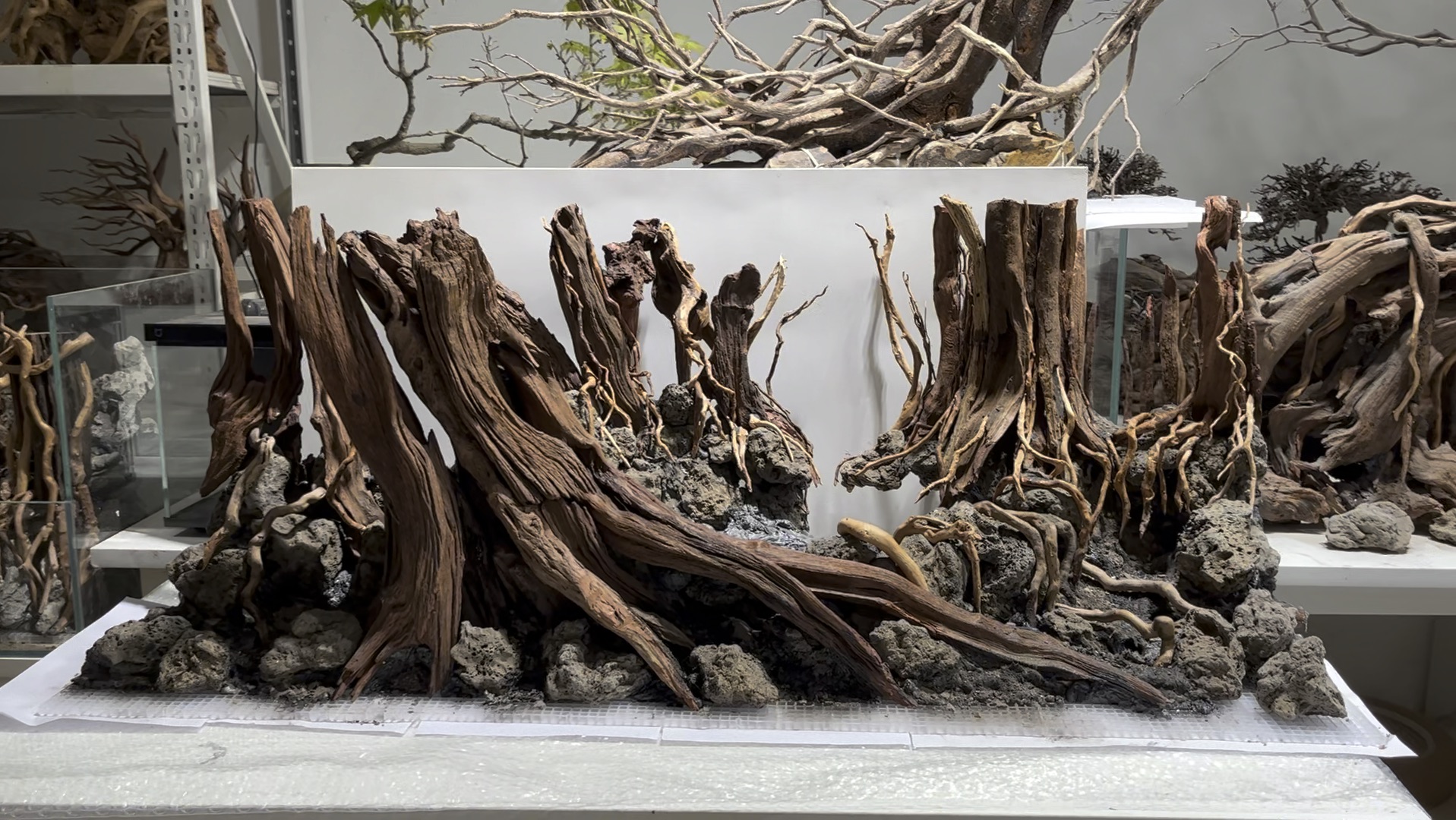 【sr水草造景】更新啦,赶紧来围观吧!