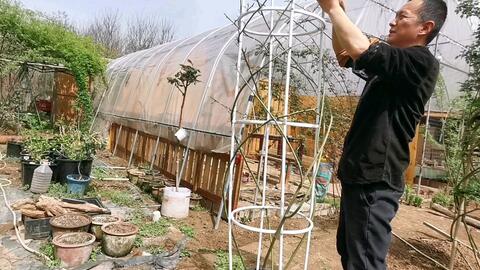 没有花园 藤本月季花柱绑起来 养一个小空间的藤月 哔哩哔哩