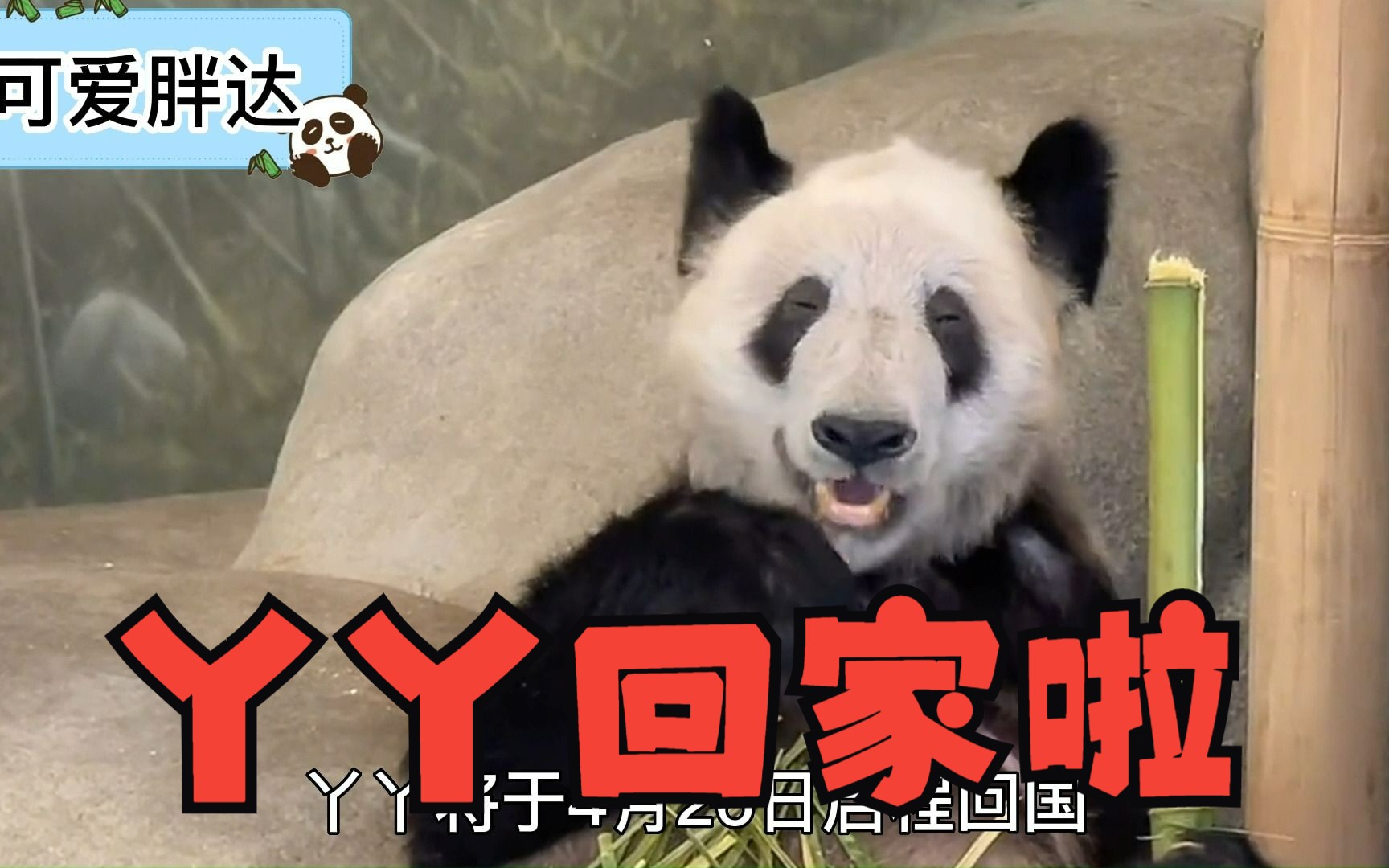 激动人心!旅美大熊猫丫丫将于明天启程返归祖国!