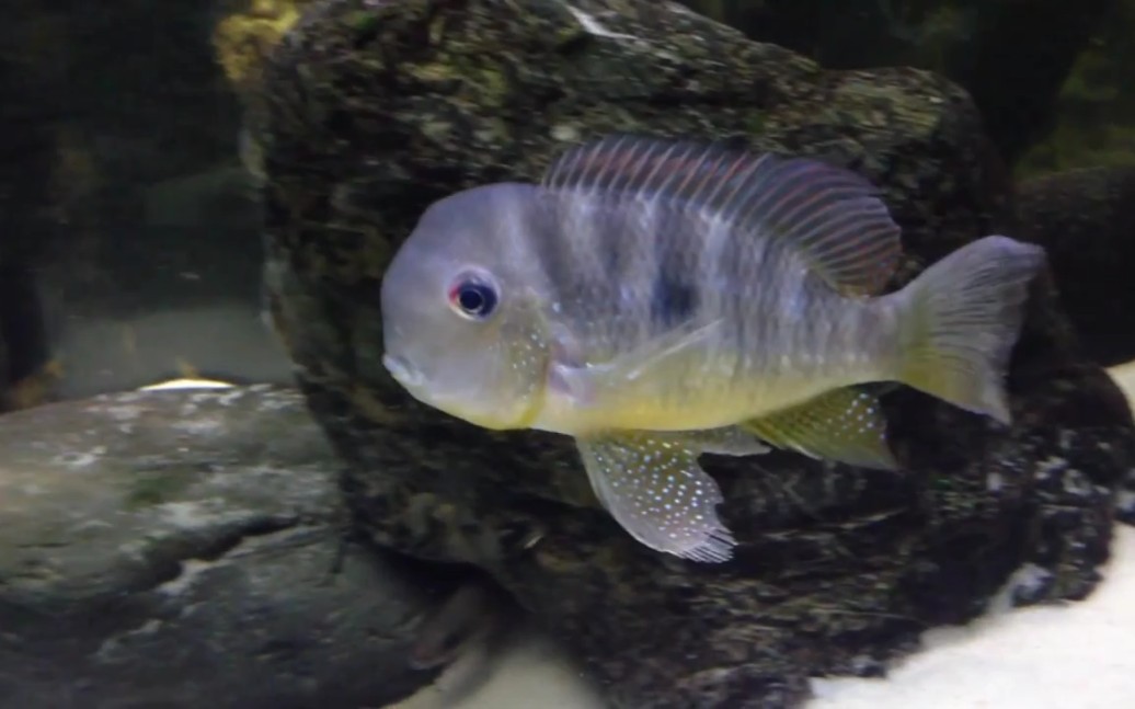 食土鲷和尚,格叽格叽一休哥._哔哩哔哩_bilibili