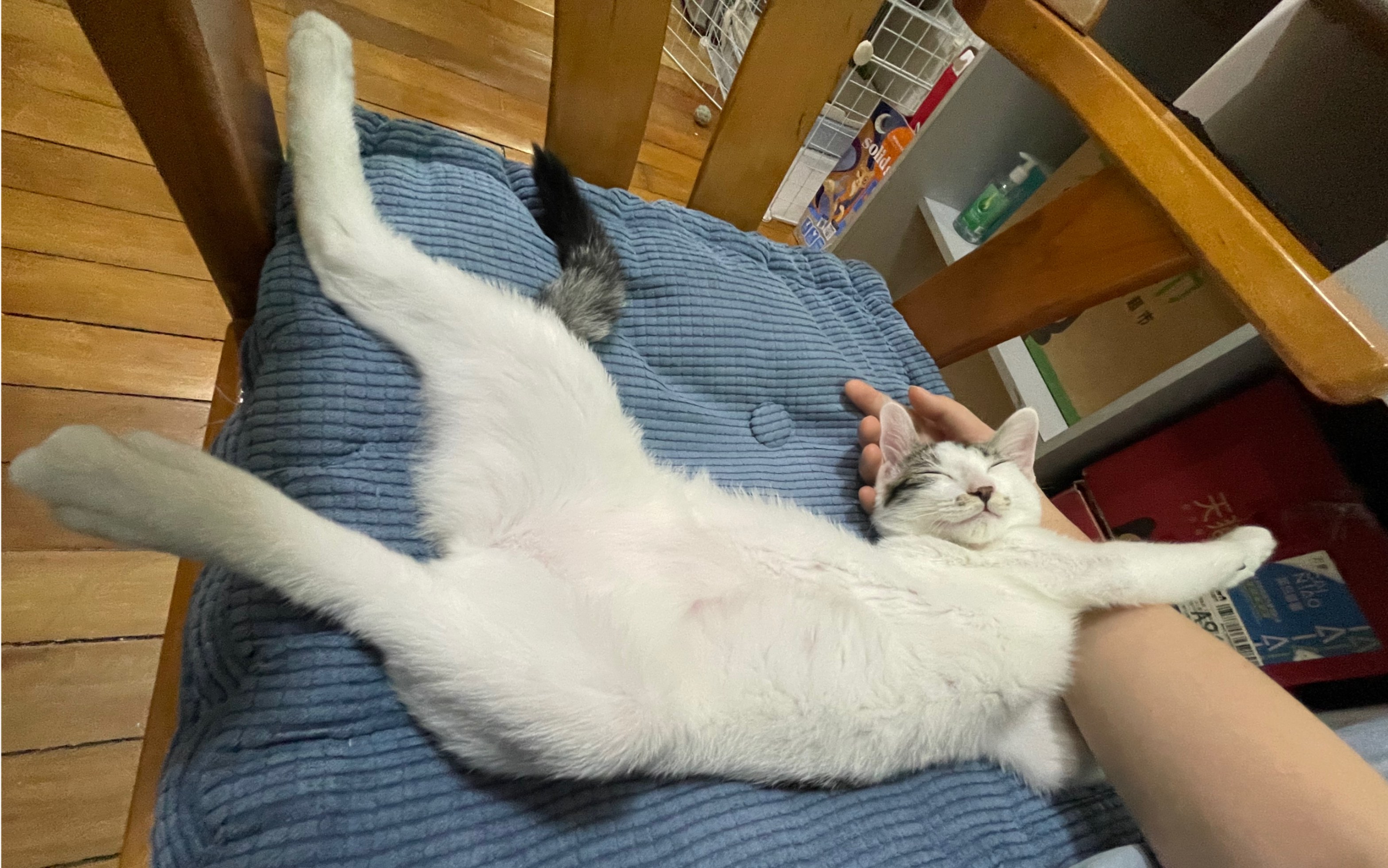 一人一猫 假期躺平三天 昏睡到谁也叫不醒谁(~_~;)