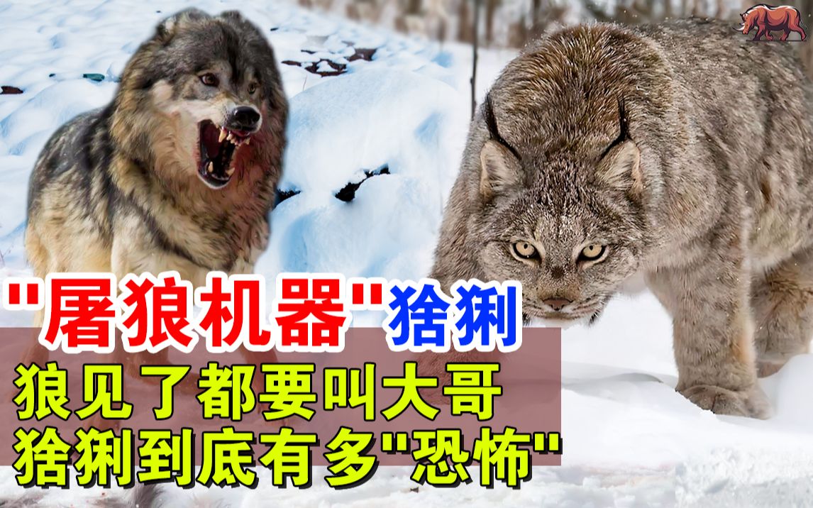 [图]高效“屠狼机器”猞猁：低调的实力派，每年定时清理狼群，独狼见了直接要叫大哥，它是缩小版的“百兽之王”，猞猁到底有多“恐怖“？