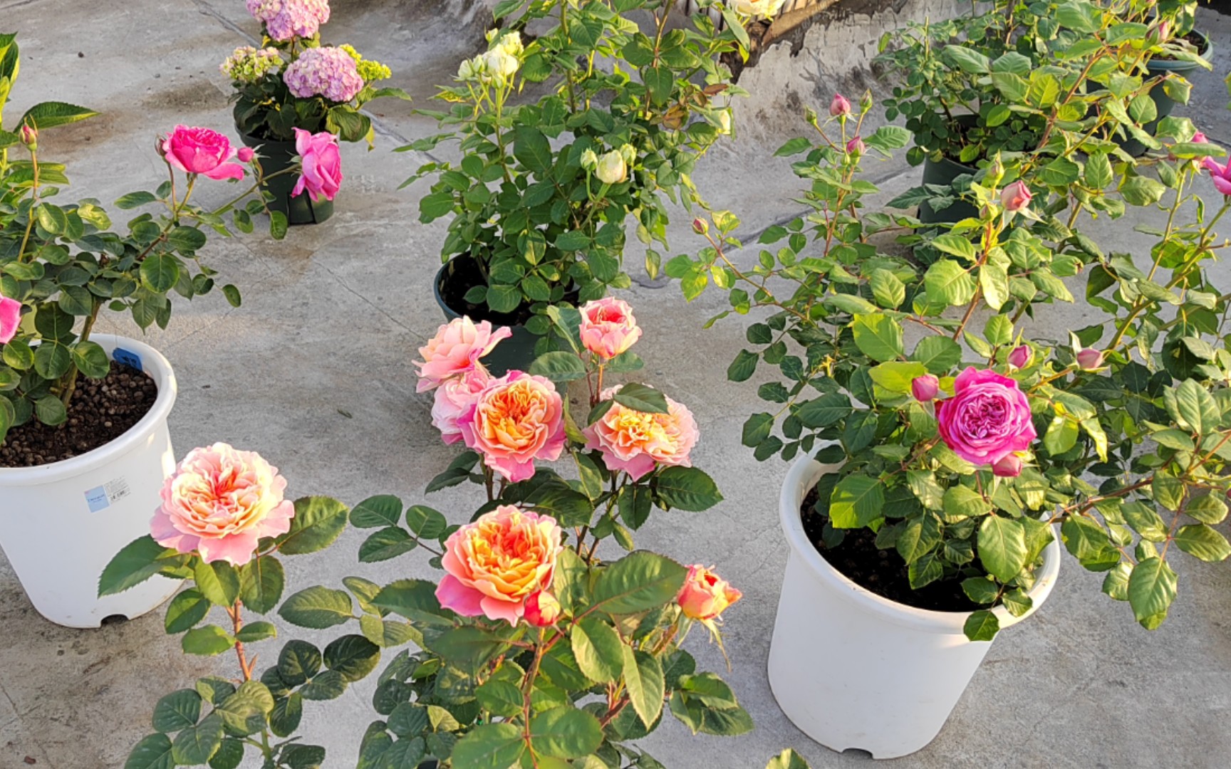 春日赏花印象派,伊芙伯爵,蜜桃雪山,庞巴度玫瑰.