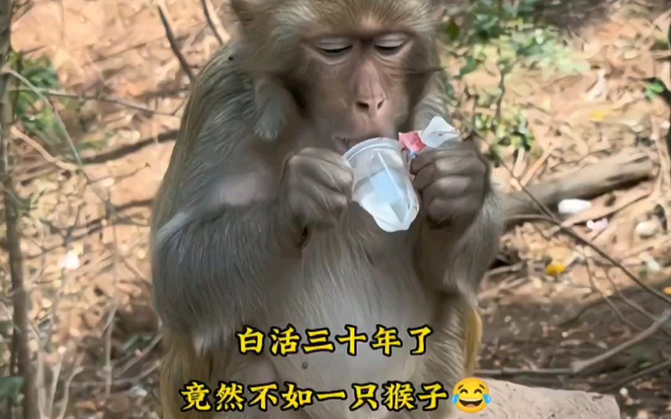 白活三十年了,才知道咬果冻屁股能把塑料封崩开,连吃6个果冻的猴