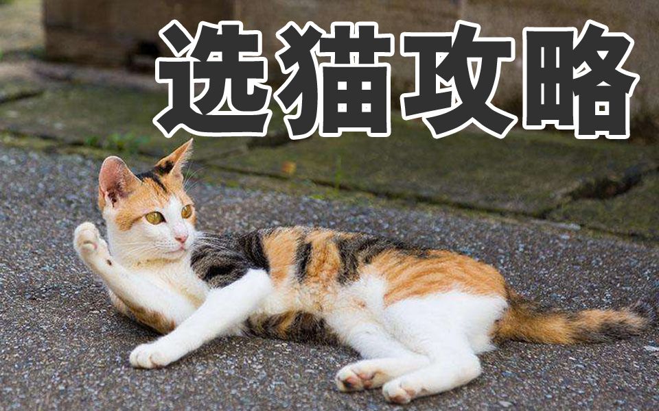 【猫奴的盘点】第一次养猫,选什么品种好呢?新手必看!哔哩哔哩bilibili