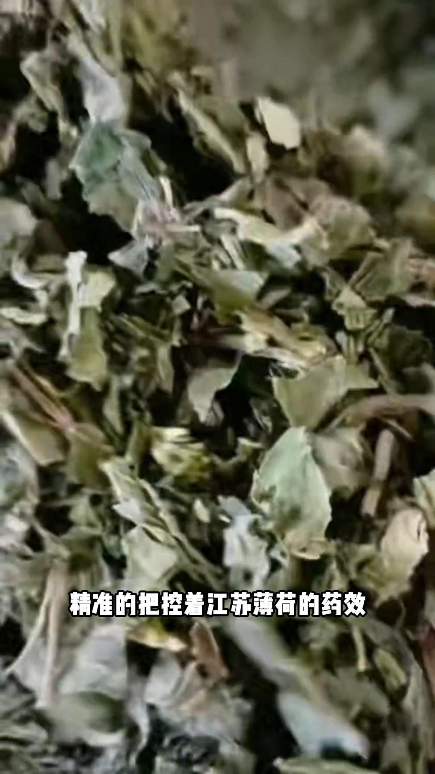 江苏薄荷哔哩哔哩bilibili