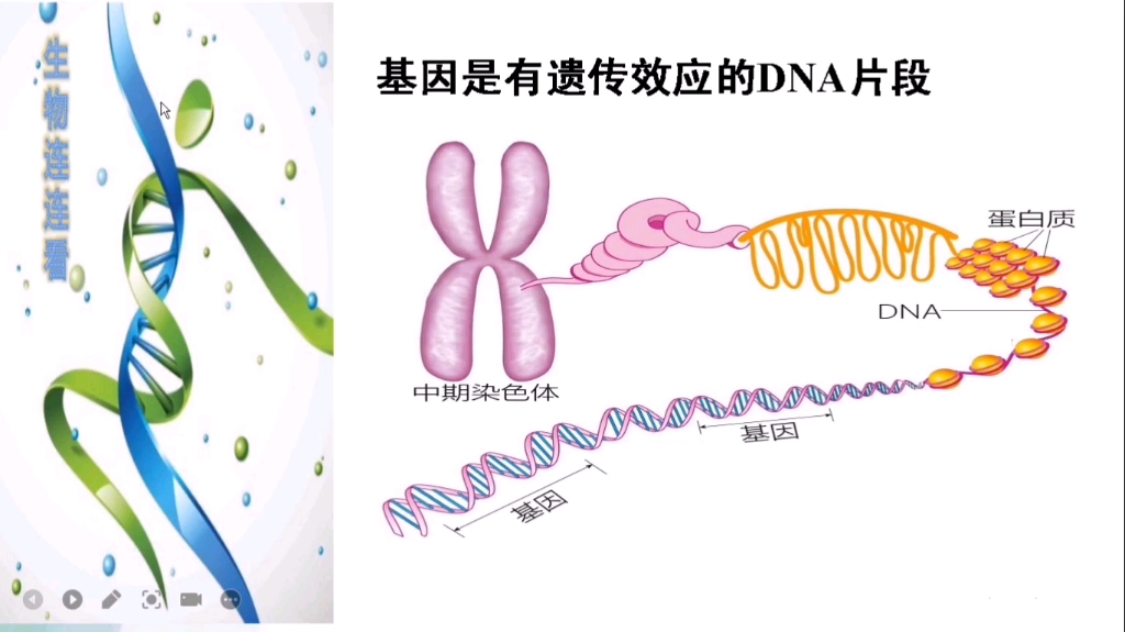 基因、STR遗传标记亲子鉴定哔哩哔哩bilibili