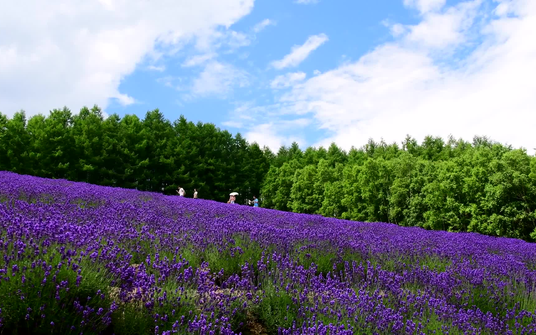 4k 薰衣草花海 北海道富良野