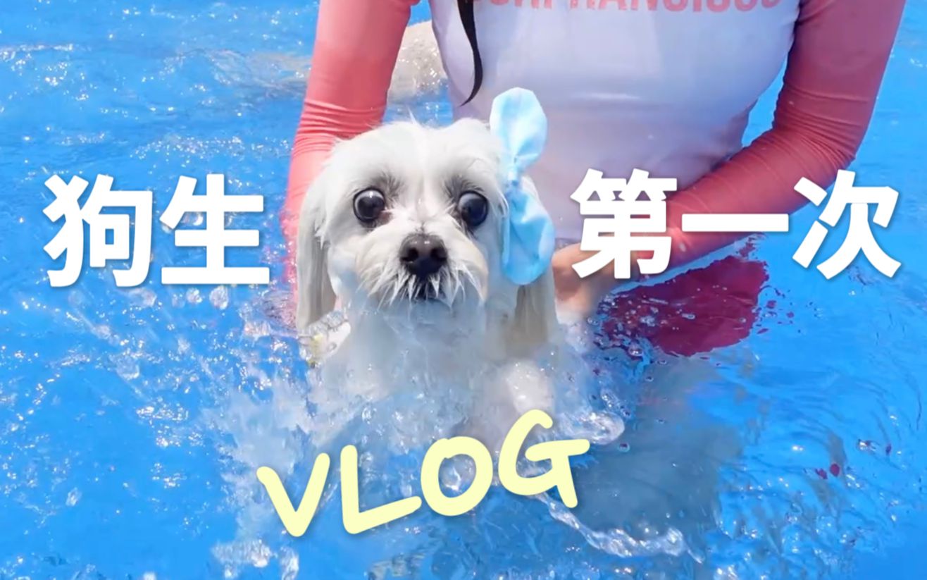 [图]萌宠VLOG|COCO挑战狗生第一次游泳！