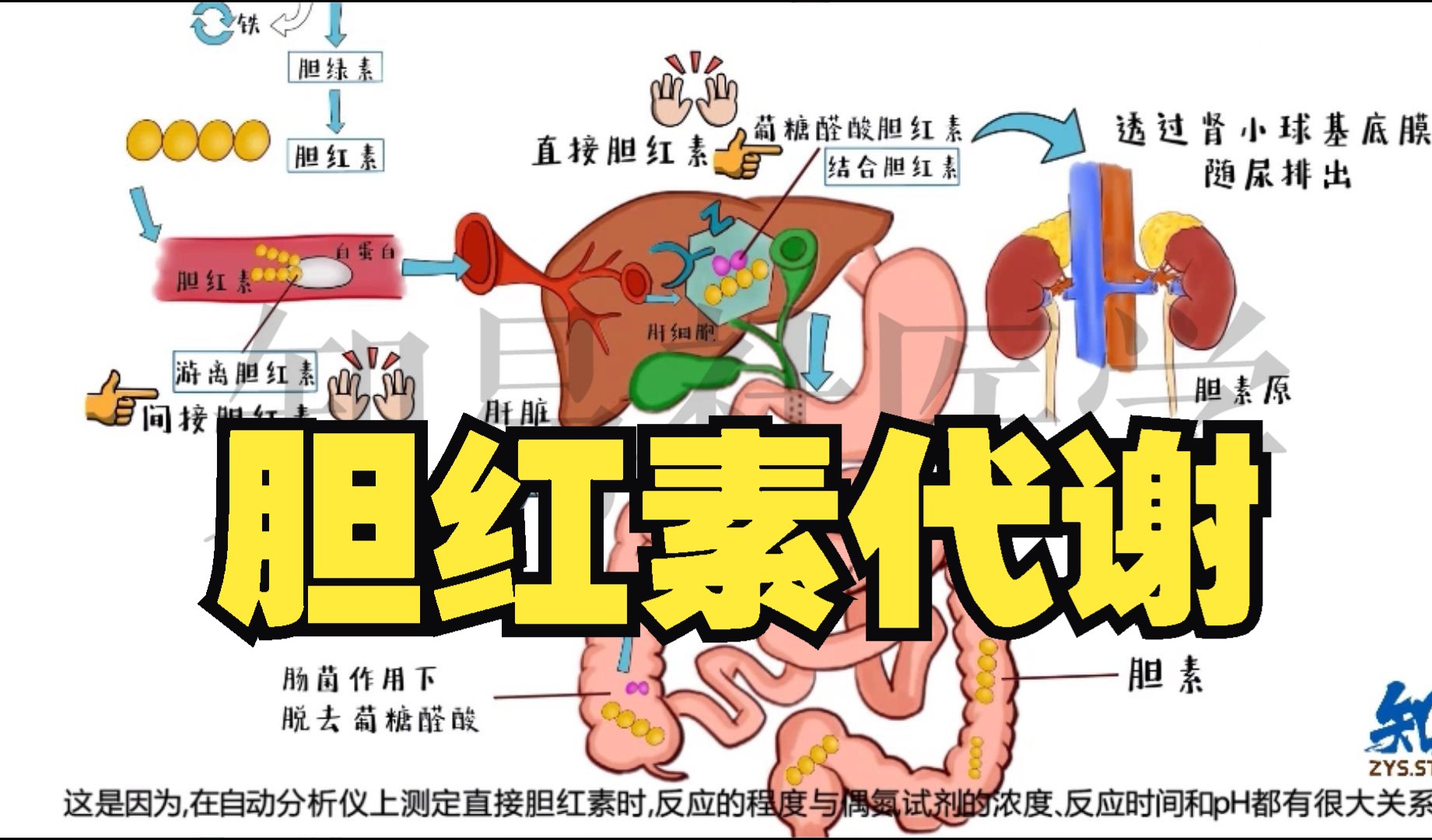 [图]医学手绘 胆红素代谢过程